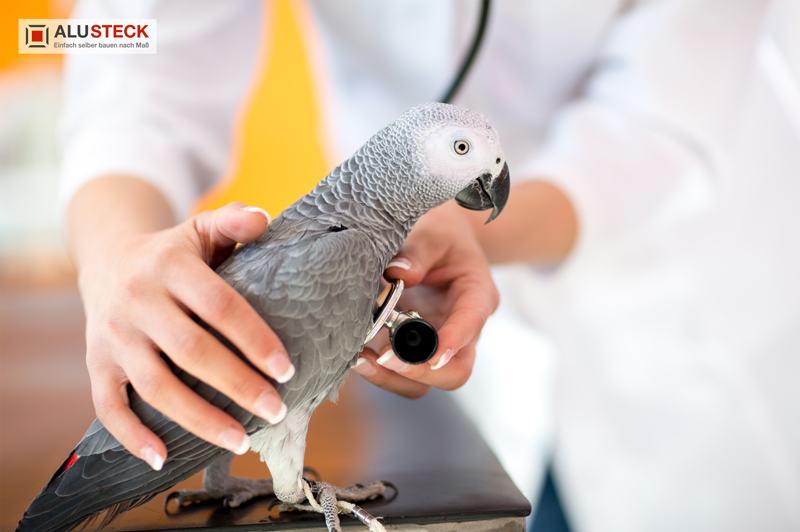 Papageien Gesundheitsfürsorge und Tierarztbesuche - Krankheit und Gesundheitszustand