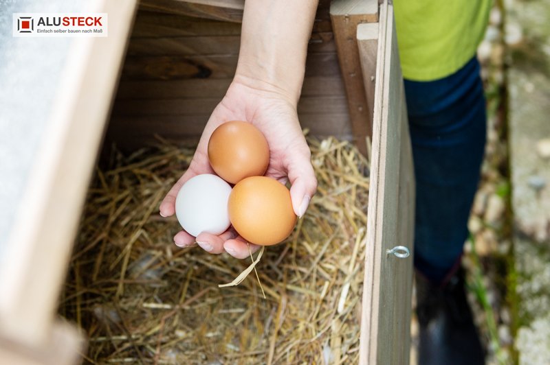 Eierproduktion Hühner - Eier legen Tipps