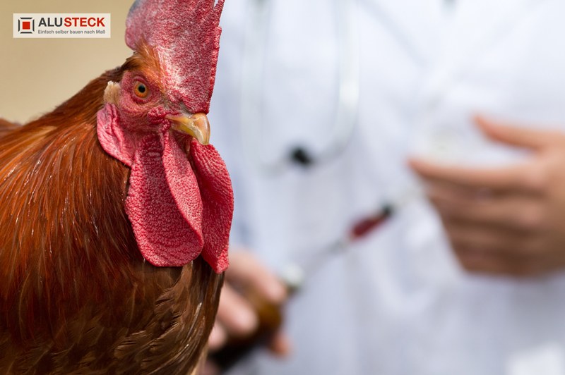 Gesetzgebung Vogelgrippe und Pandemie bei Hühnerhaltung - Vorbeugende Maßnahmen
